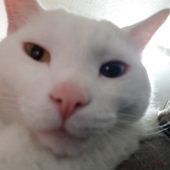 Meet your Posher, Sunshine - Picture 4 of 9